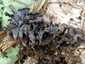Szürke rókagomba (Craterellus cinereus), Mátra